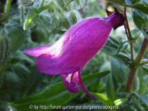 Penstemon ´Southgate Gem`