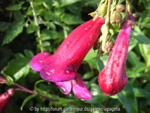 Penstemon ´Midnight`