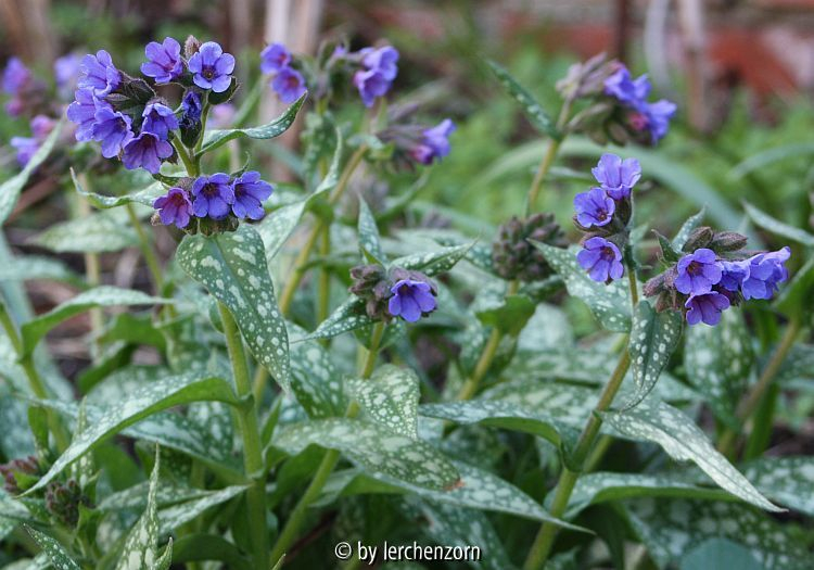 vmtl. Langblättriges Lungenkraut (Pulmonaria cf. longifolia)