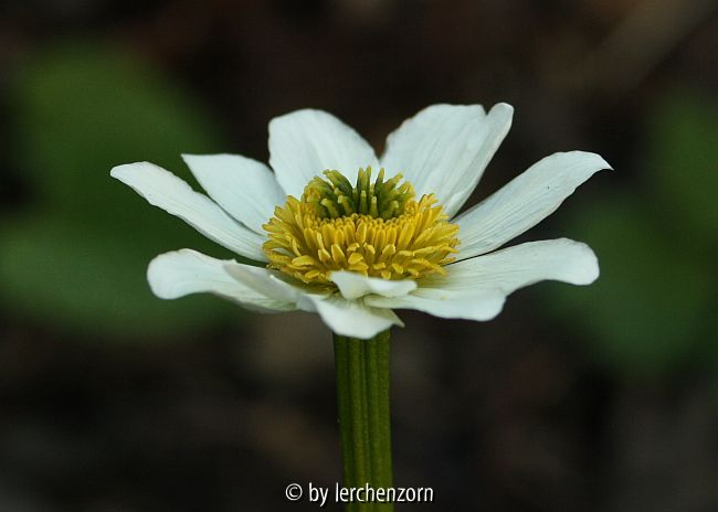 Weiße Dotterblume (Caltha leptosepala)