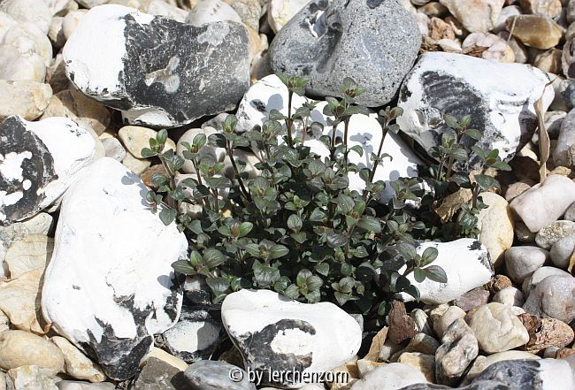Dostblättriger Orant (Chaenorrhinum origanifolium)