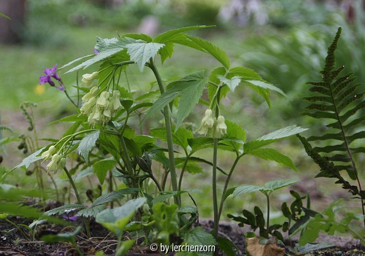 Neunblättrige Zahnwurz (Cardamine enneaphyllos), Habitus