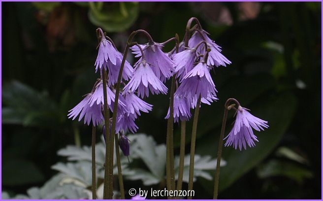 Karpatenglöckchen (Soldanella carpatica)