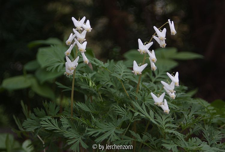 Weiße Herzblume, Holländerhosen (Dicentra cucullaria)
