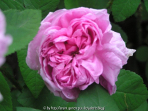 Mme. Sophie Froppot