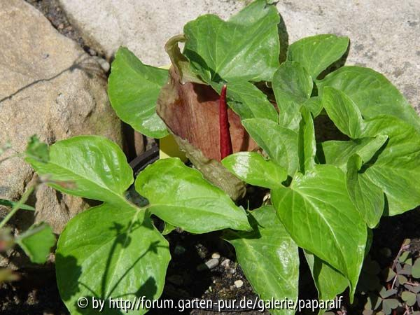 Typhonium trilobatum - Blüte