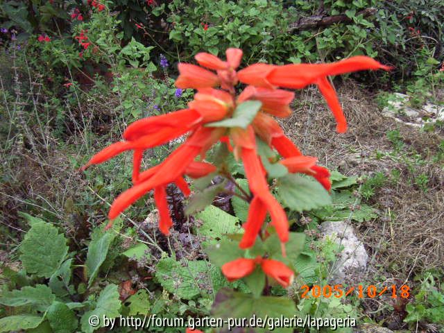 Salvia regla
