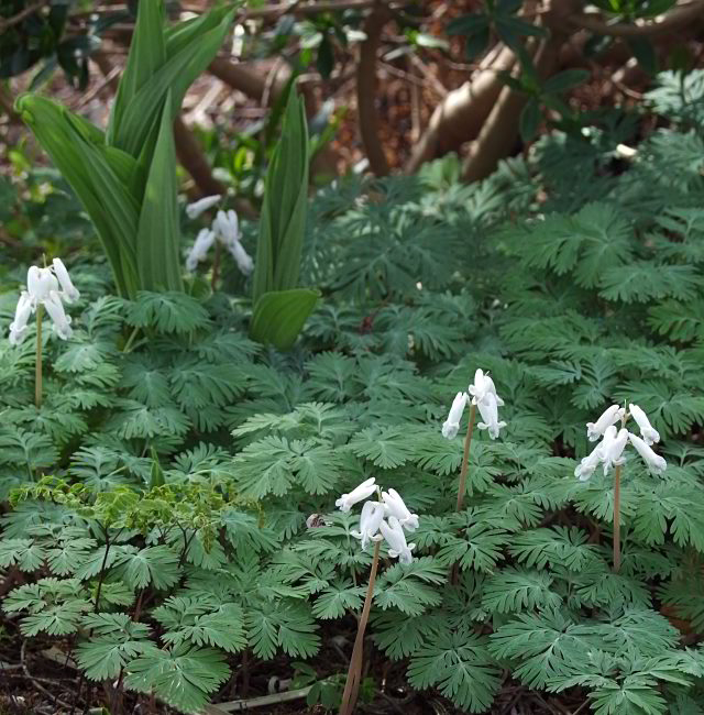Dicentra canadensis