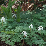 Dicentra canadensis