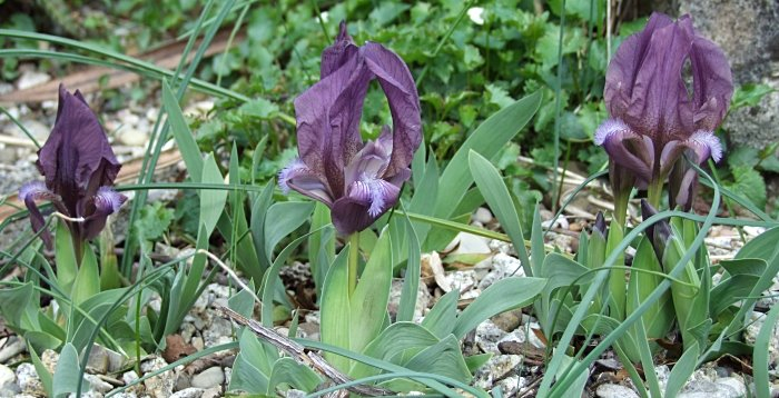 Iris reichenbachii