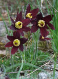 Pulsatilla rubra
