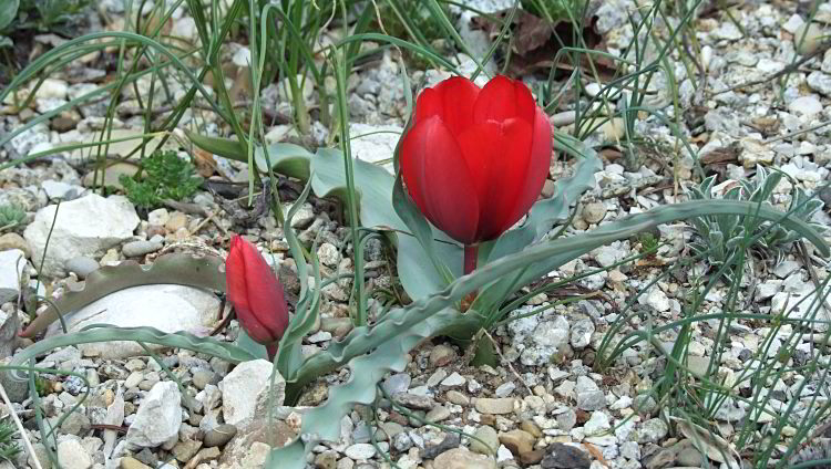 Tulipa montana