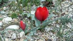 Tulipa montana