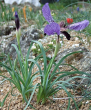 Iris paradoxa