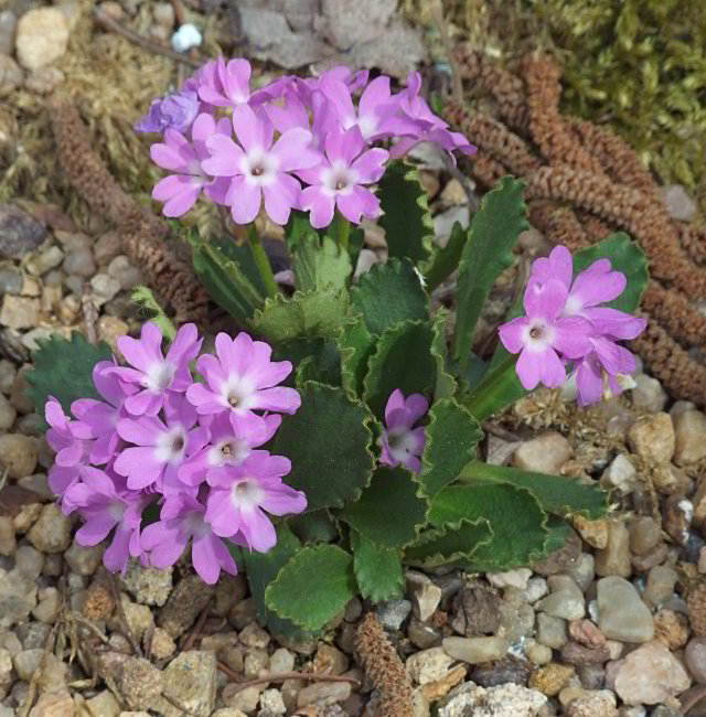 Primula daonensis
