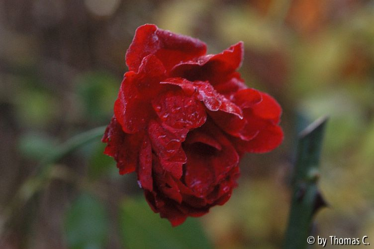 Eiströpfchen auf Rosenblüte