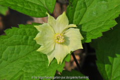 Clematis williamsii