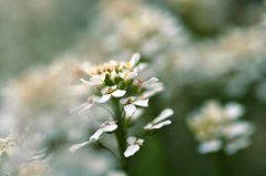 Schleifenblume_2