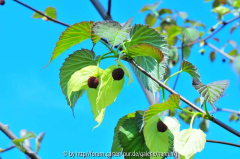 Davidia involucrata