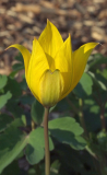 Tulipa sylvestris