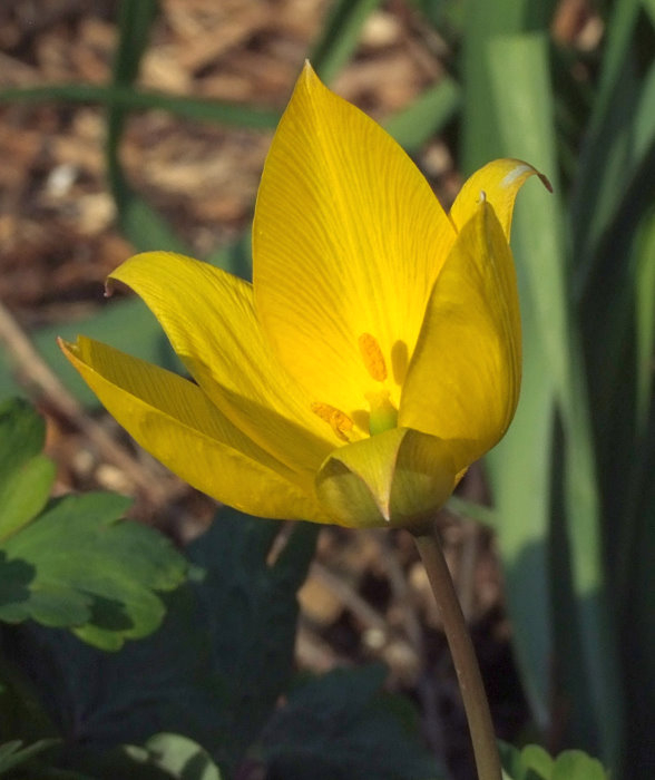 Tulipa sylvestris