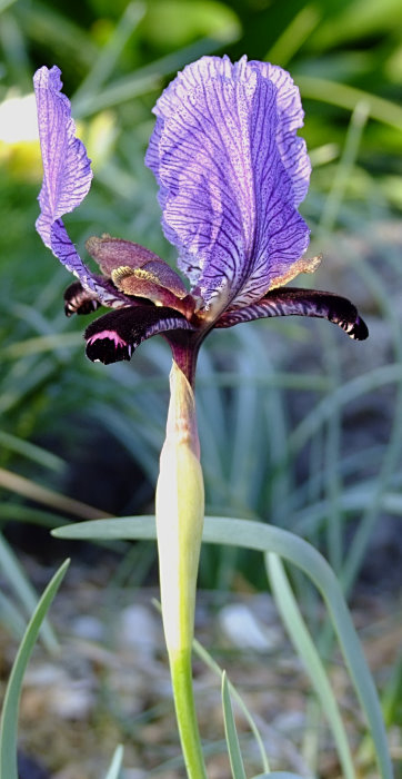 Iris paradoxa
