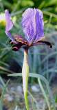 Iris paradoxa