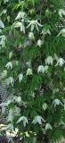 Clematis alpina ssp. tianshanica
