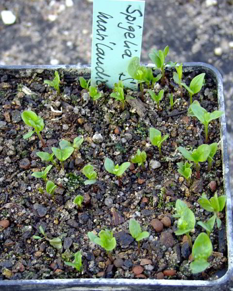 Spigelia marilandica - Sämlinge