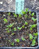 Spigelia marilandica - Sämlinge