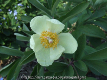 Paeonia mlokosewitschii 2011/4