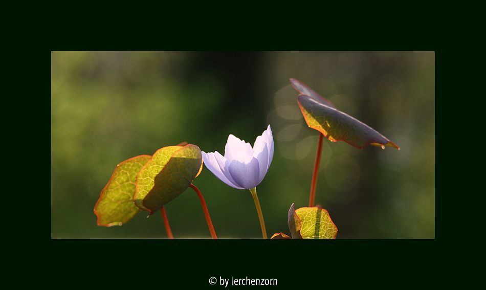 Herzblattschale (Plagiorhegma dubium)