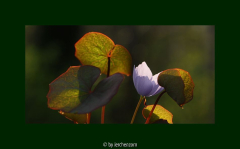 Herzblattschale (Plagiorhegma dubium)