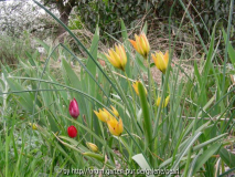 Tulipa orphanidea Flava 2011