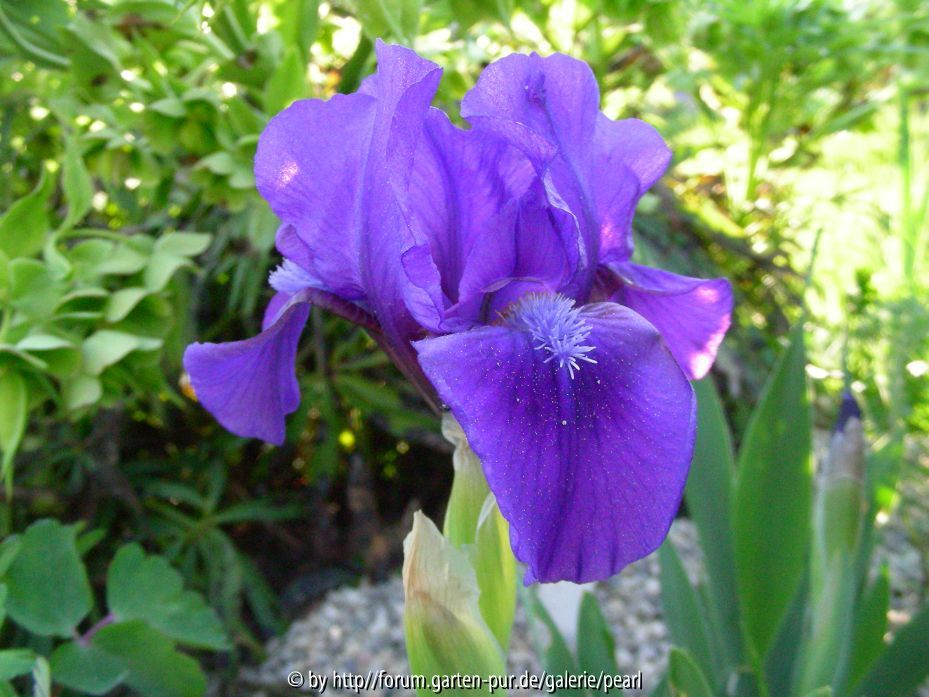 mittelblaue SDB