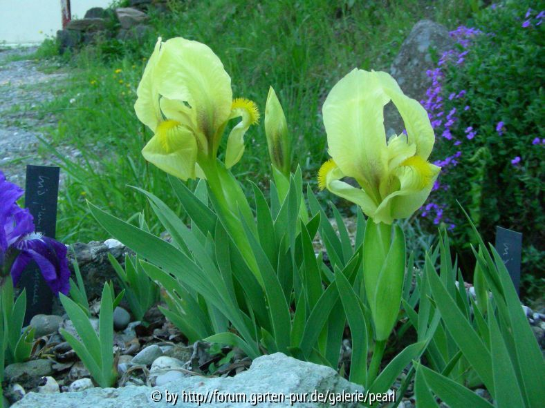 Iris reichenbachii
