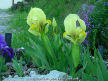 Iris reichenbachii