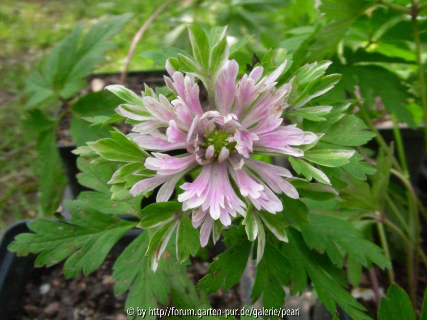 Anemone nemorosa Lisa