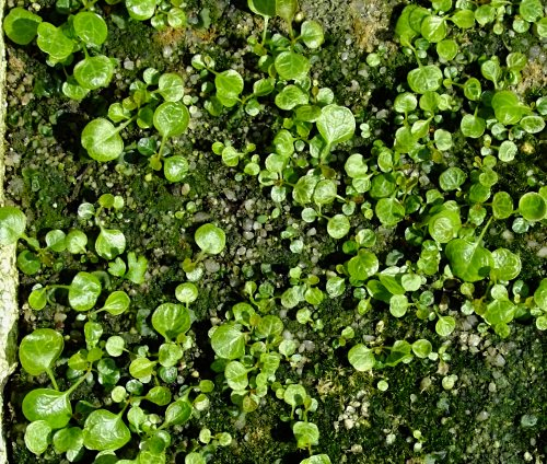Shortia Sämlinge