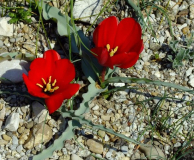 Tulipa montana
