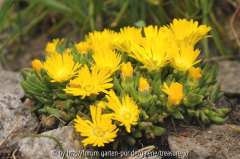 Mittagsblume