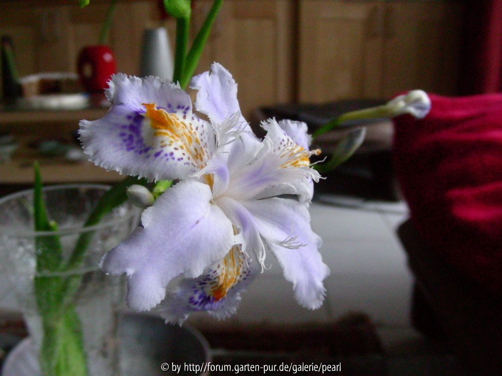 Iris japonica