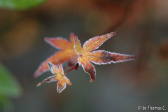 Acer-Reif