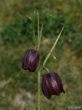 Frit_ rhutenica.JPG
