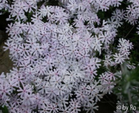 sterniger Phlox