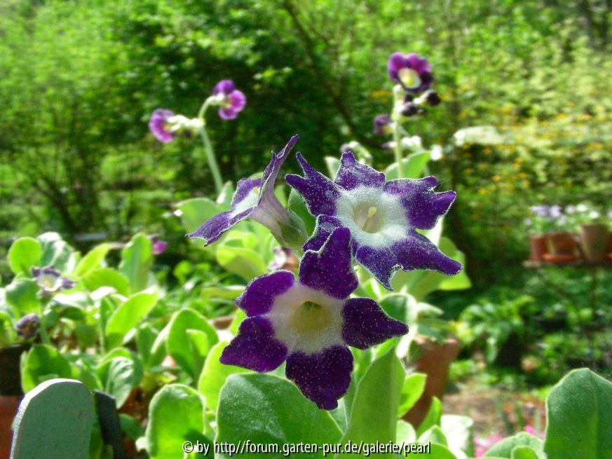 Star Flowers