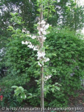 Halesia monticola 2011/4 (boom)