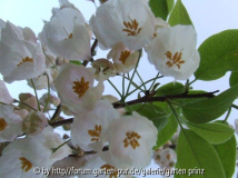 Halesia monticola 2011/4 (close-up)