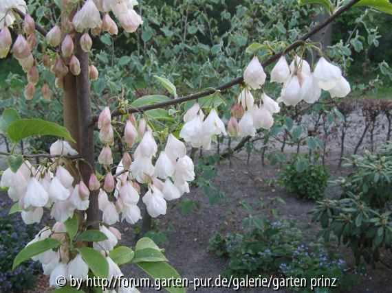 Halesia monticola 2011/4 (tak)