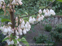 Halesia monticola 2011/4 (tak)